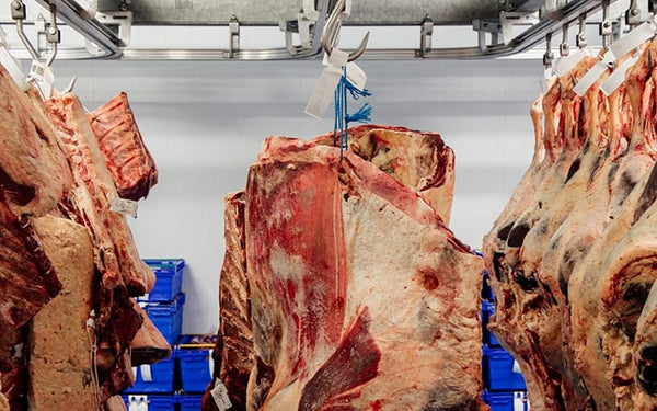 organic grass fed meat from eversfield organic family farm